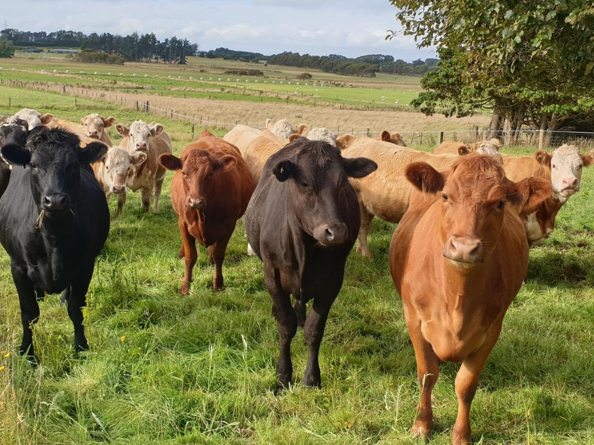 Whiteacres Bed & Breakfast Invercargill Eksteriør bilde